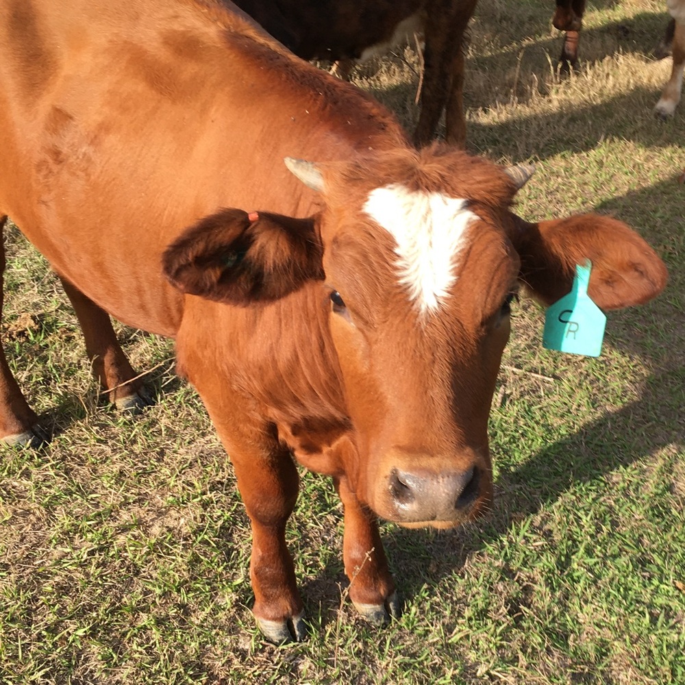 Meet your Posher, Shelbi